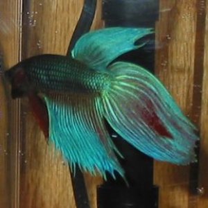 betta3.jpg