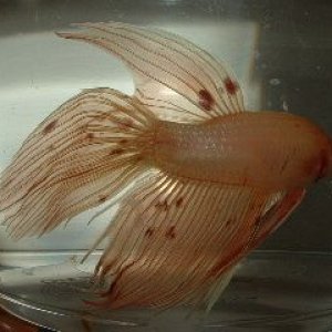 Orange_Betta3.JPG