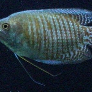 Gourami.jpg