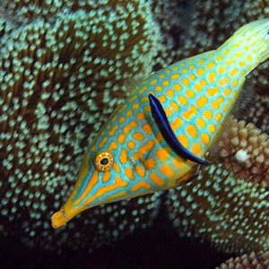 filefish01.jpg