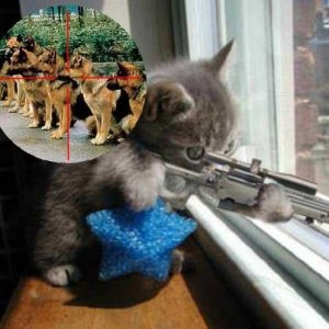 sniper_kitten.JPG