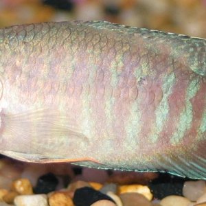 paradise_gourami.jpg