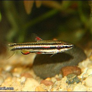 Nannostomus_marginatus.jpg