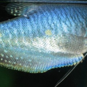 blue_gourami1.jpg