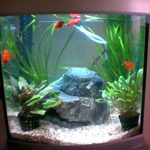 fish_pictures3.jpg