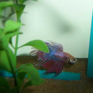 Betta1.JPG