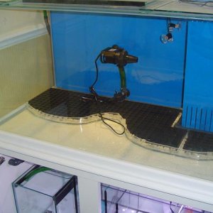 Fish_tank_photo_s_3.JPG