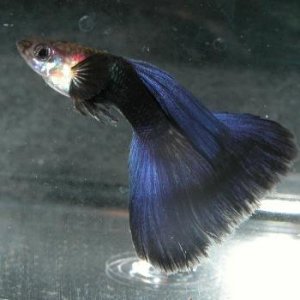 fwguppies1101871025.jpg