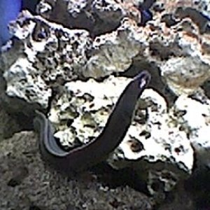 white_cheek_moray_2.jpg