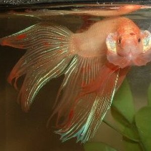 Betta.JPG