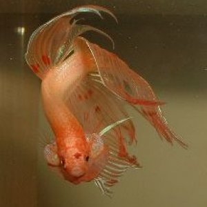 Betta2.JPG