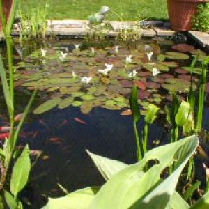 pond_view_4.JPG