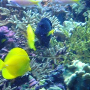 Saltwater_Fish_1.jpg