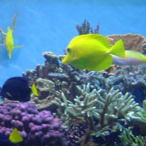 Saltwater_Fish_2.jpg