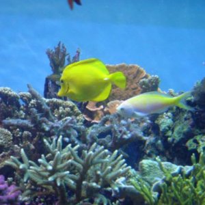 Saltwater_Fish_3.jpg