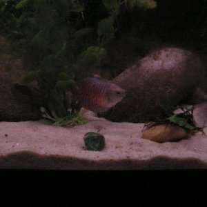 gourami.jpg