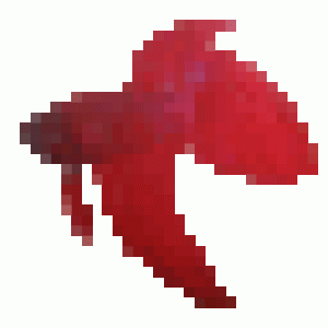 Betta01.gif