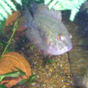 new_fish_22_05_030.jpg