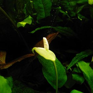 anubias_closeup.JPG