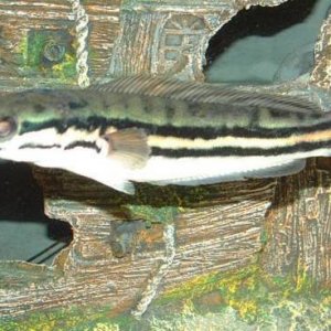 snakehead.jpg