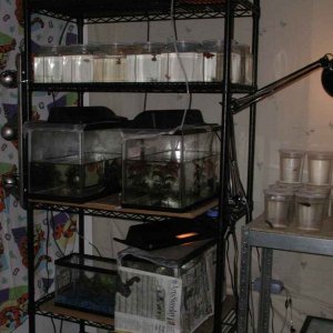 Fishroom1.jpg