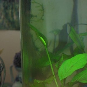 anubias_blooming_2905_resize.jpg