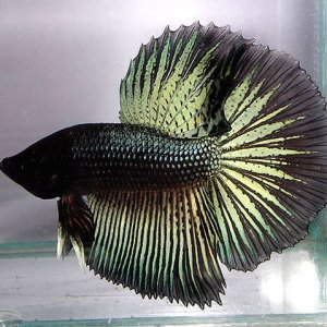 blackgreenbetta.jpg