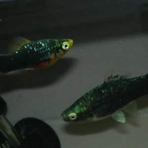 Black_Platy_and_blue_Swordie.jpg