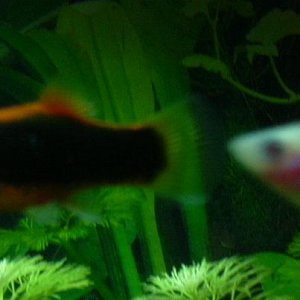 Tuxedo_Platy_White_Male.jpg