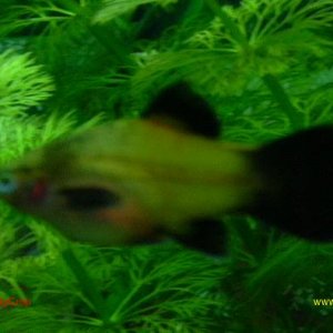 Gold_Wag_Platy.jpg