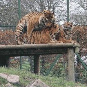 tigerscuddling.JPG