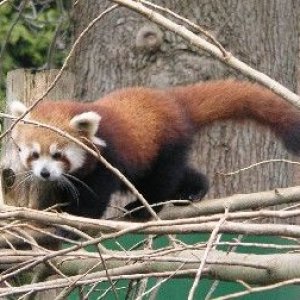 Red_Panda2.JPG