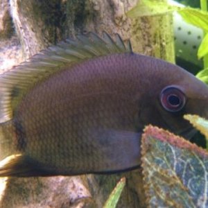 severum_1.jpg