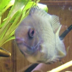 severum_2.jpg