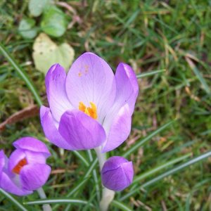 crocus_smaller.jpg