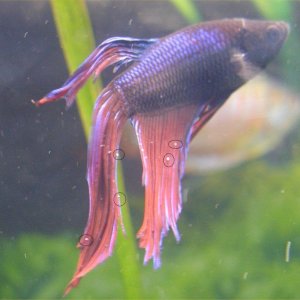 icky_betta.jpg