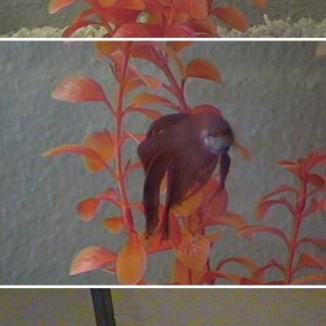 betta2.JPG