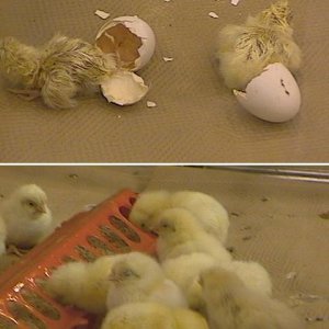 chicks2.JPG