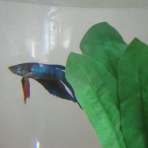 turquoise_betta_1_1_1.jpg