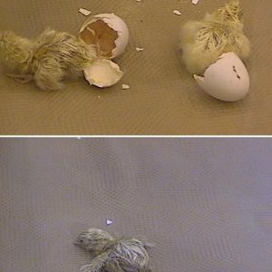 hatching_chicks.JPG