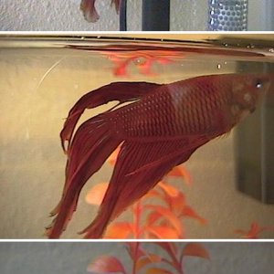 betta1.JPG