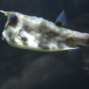 puffer2.jpg