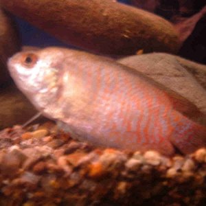 fish_015.jpg