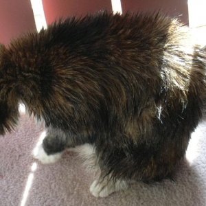 Cat_After_Bath.jpg