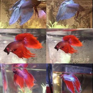 bettas1.jpg