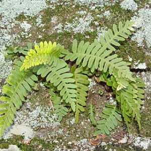 fern.jpg