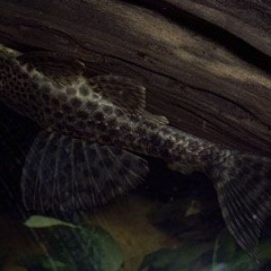 pleco.jpg