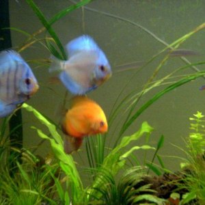 Discus_Fish_2_640x480.jpg