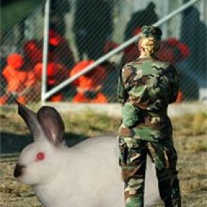 rabbit.jpg