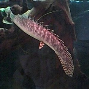 bichir_3.jpg